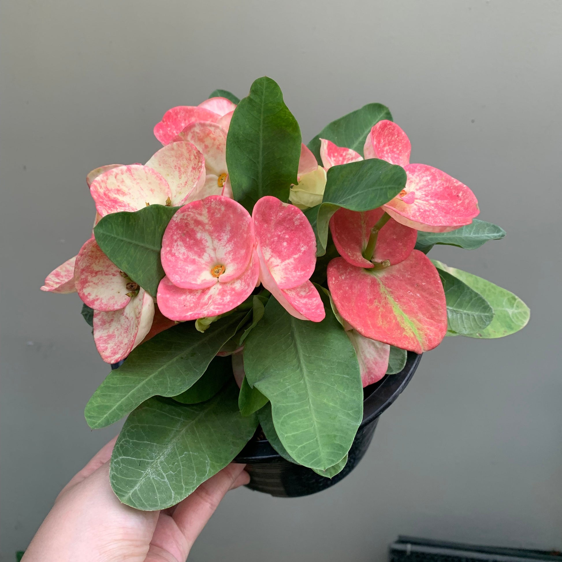 Crown of thorns big pink flower