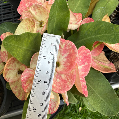 Crown of thorns flower large size