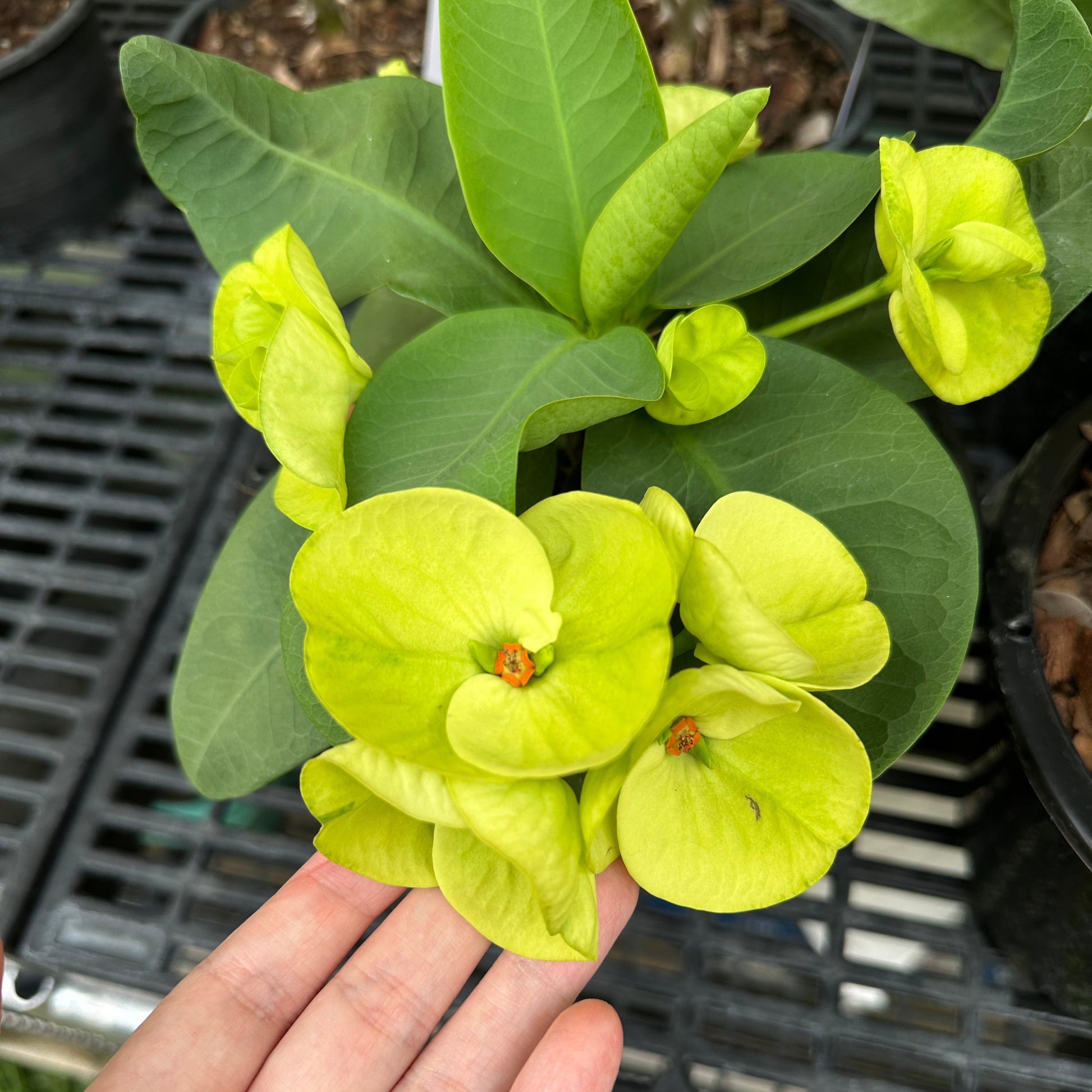 Crown of thorns green flowers
