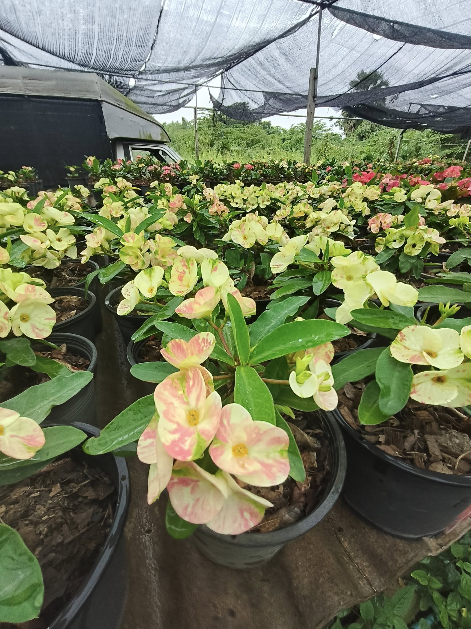 Crown of thorns nursery for international shipping
