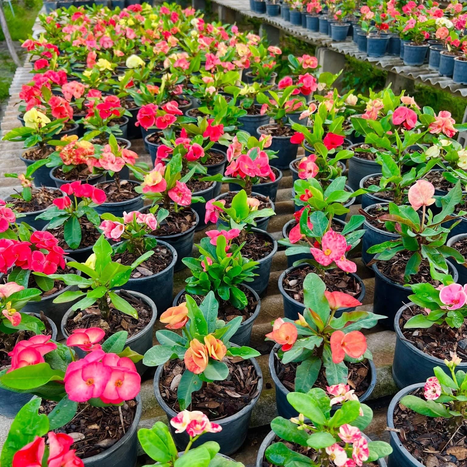 Crown of thorns nursery plants ready for bulk shipment