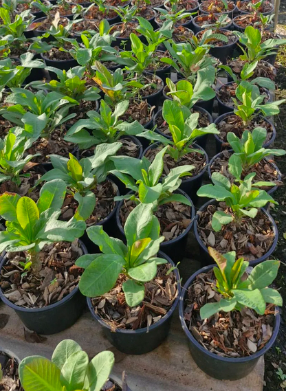 Crown of thorns plants in nursery ready for wholesale order