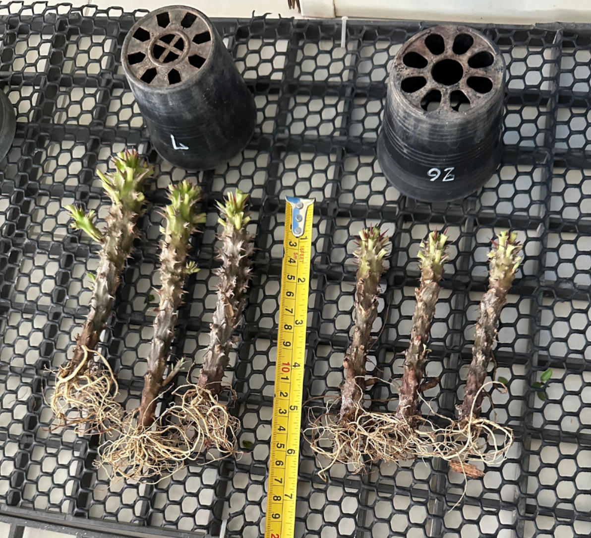 Crown of thorns plant size for shipping