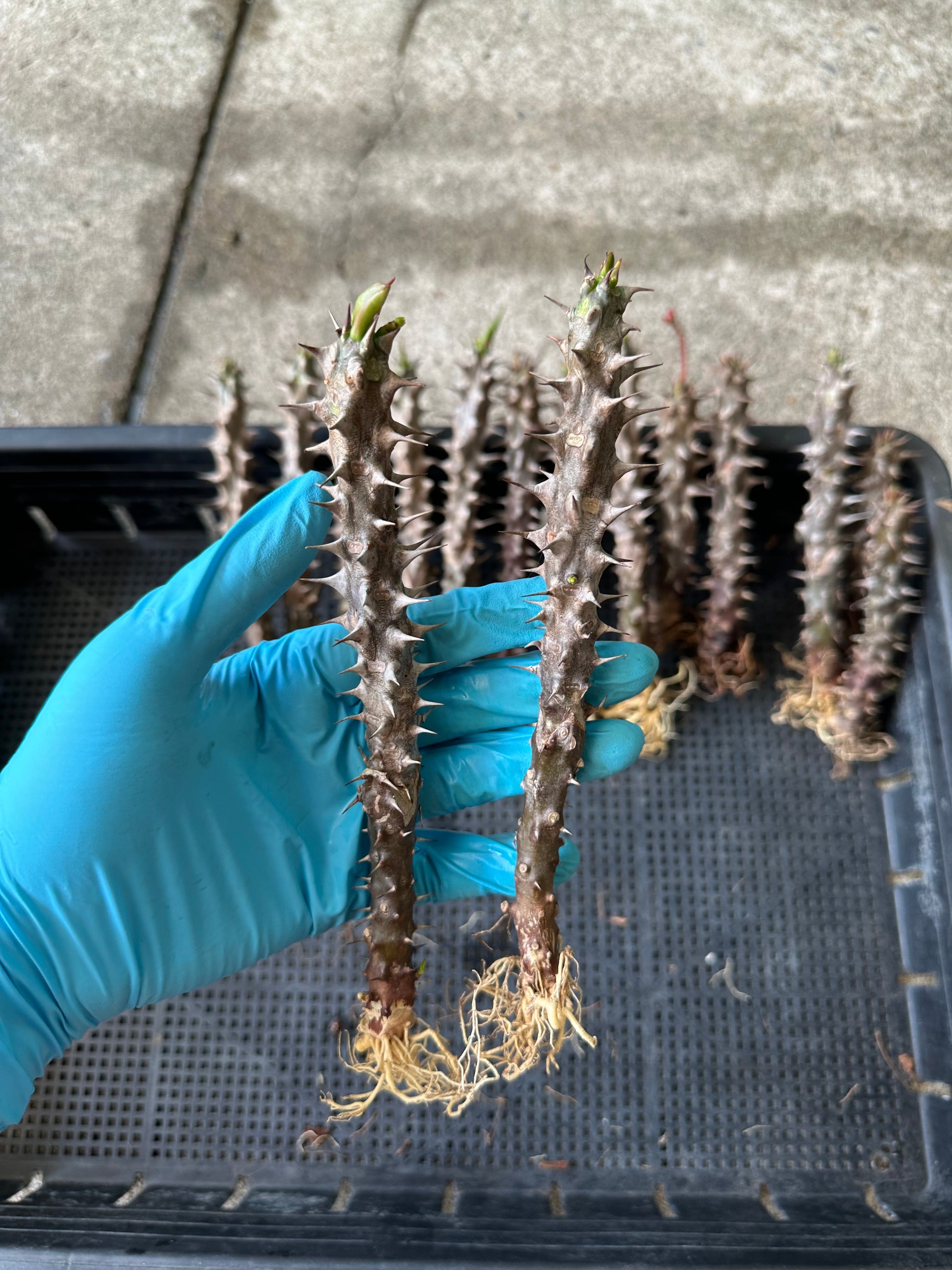 Crown of thorns prepared for export