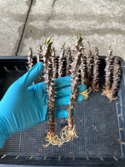 Crown of thorns prepared for export