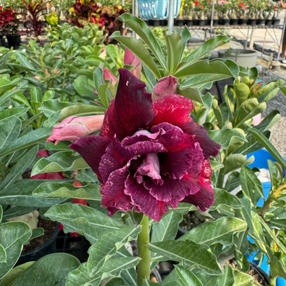 Dark red adenium flower variety grown in Thai nursery