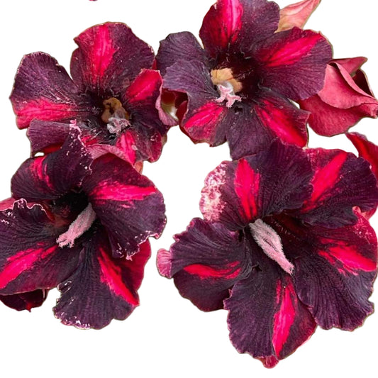 Adenium obesum Maha Sethi