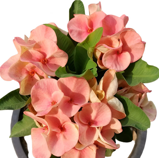 Euphorbia milii - Lemon Soda