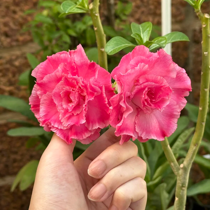 Double pink adenium flower held for size reference