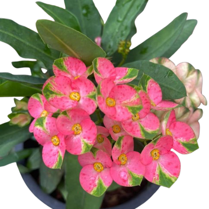 Euphorbia milii Sparkling Pink - Premium Flowers