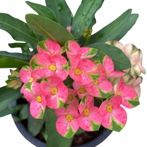 Euphorbia milii Sparkling Pink - Premium Flowers