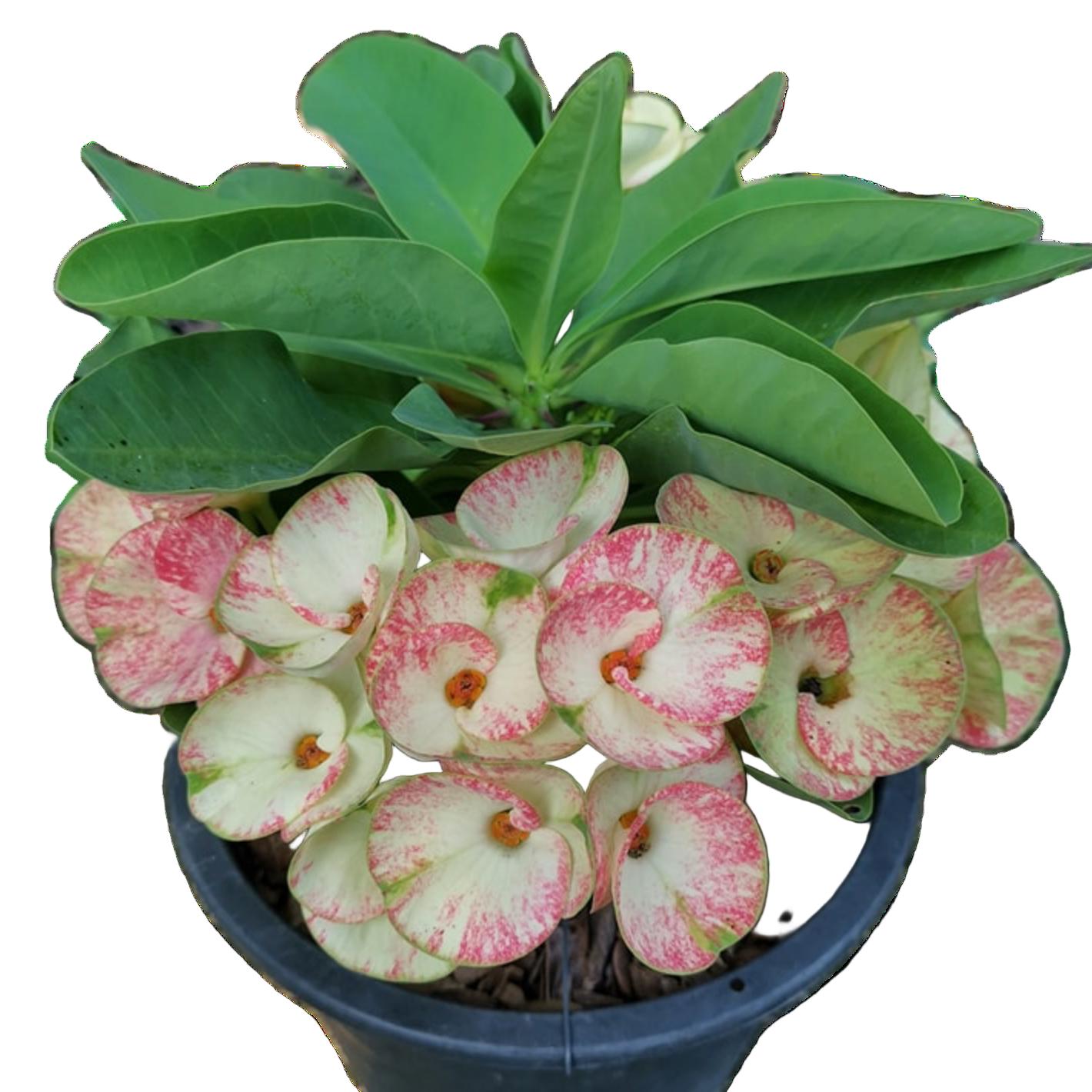 Euphorbia milii Starlight - Premium Flowers