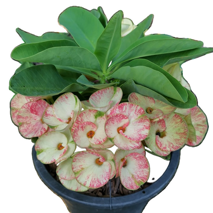 Euphorbia milii Starlight - Premium Flowers