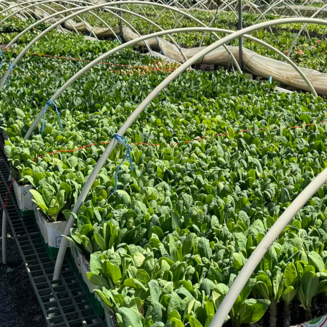 We supply top-quality Euphorbia Milii, featuring over 100 rare varieties from Thailand. Available for both retail and bulk orders — perfect for collectors, gardeners, and plant shops.