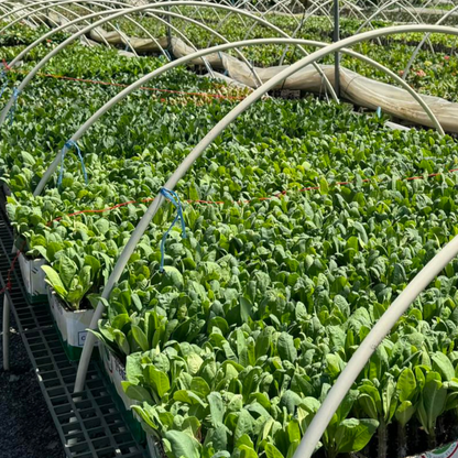 We supply top-quality Euphorbia Milii, featuring over 100 rare varieties from Thailand. Available for both retail and bulk orders — perfect for collectors, gardeners, and plant shops.