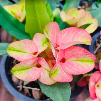 Euphorbia milii Wan Jai - Premium Flowers