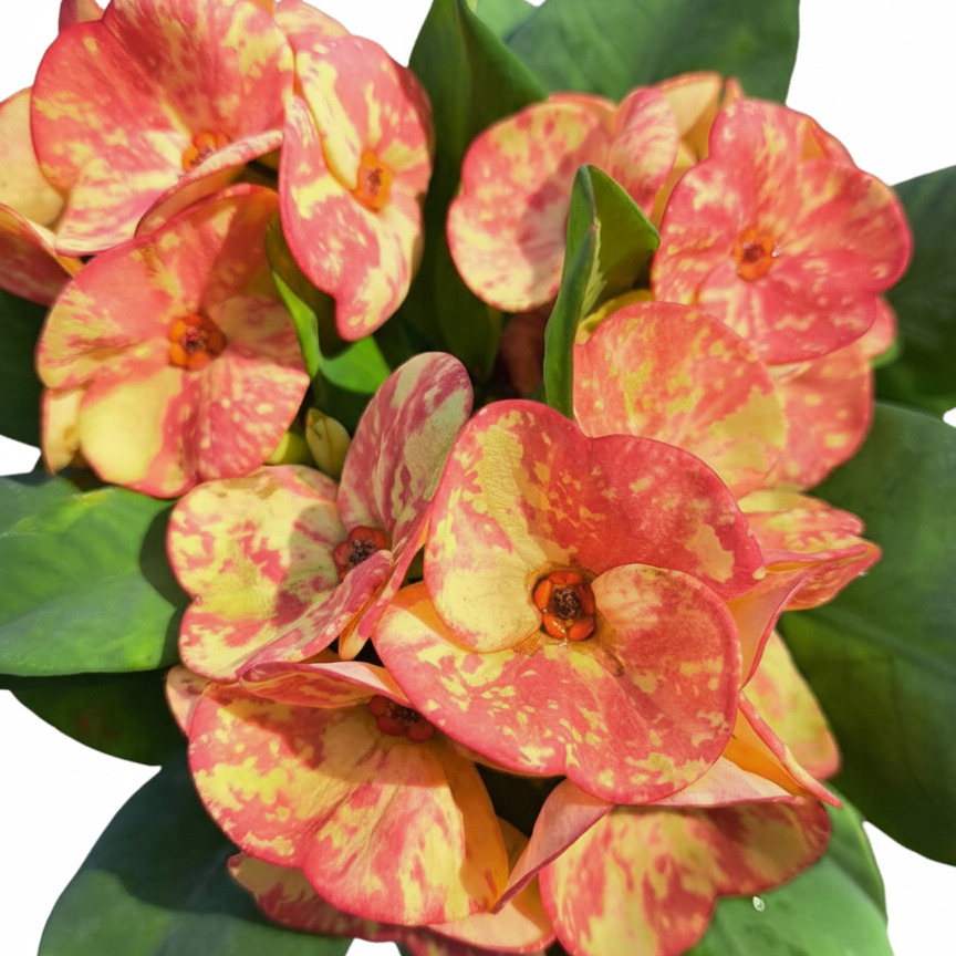 Euphorbia milii - Golden Bell