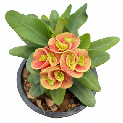 Euphorbia milii Cham Chan