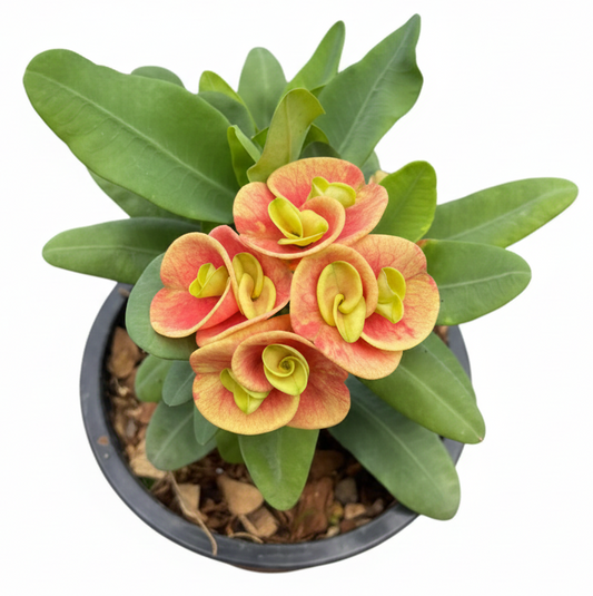 Euphorbia milii Cham Chan