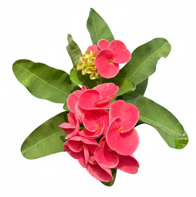 Euphorbia milii Dusit Romance