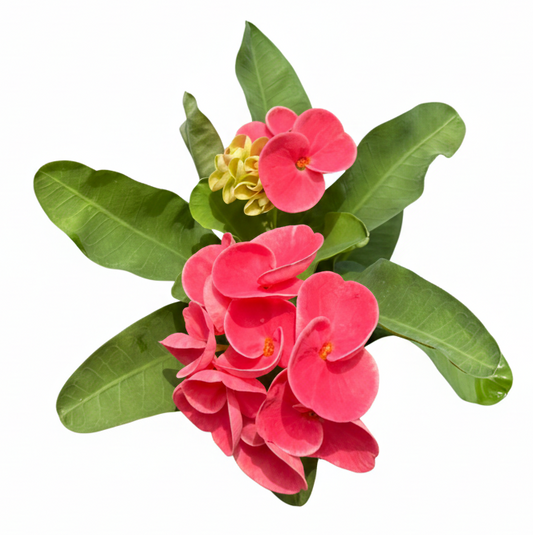 Euphorbia milii Dusit Romance