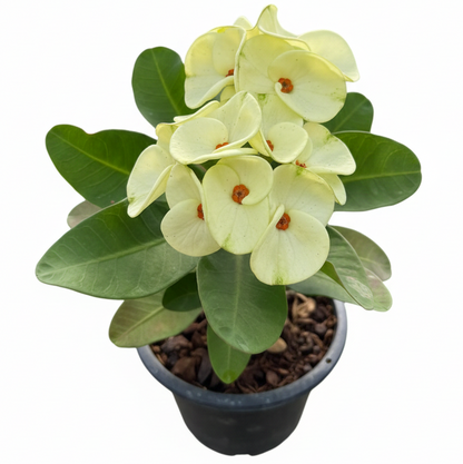 Euphorbia milii Glorious