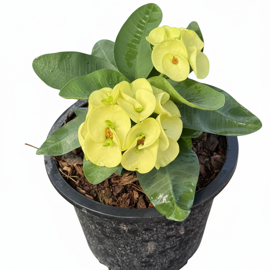 Euphorbia milii Golden Jade