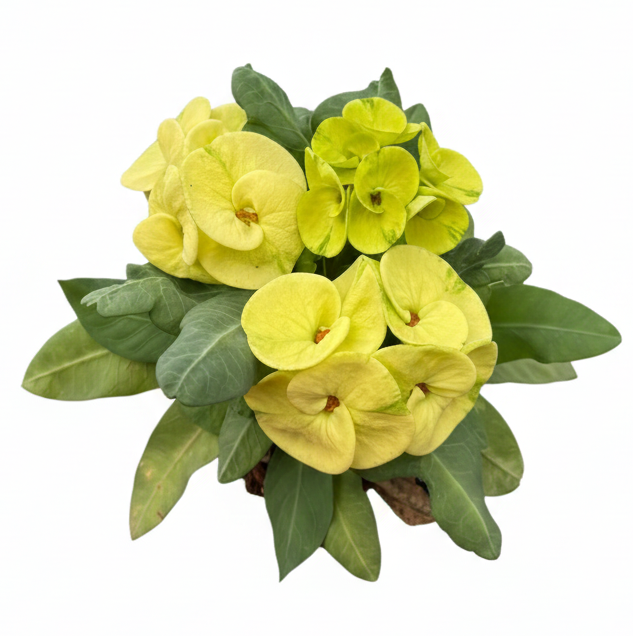 Euphorbia milii Great Green