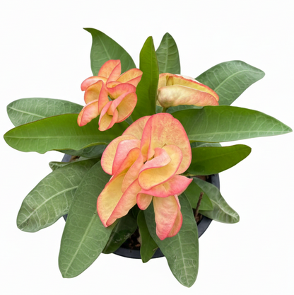 Euphorbia milii Ing Tawan