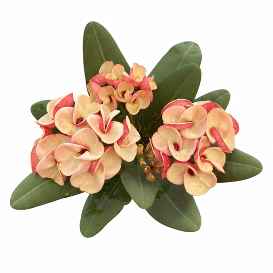 Euphorbia milii Jan Jao