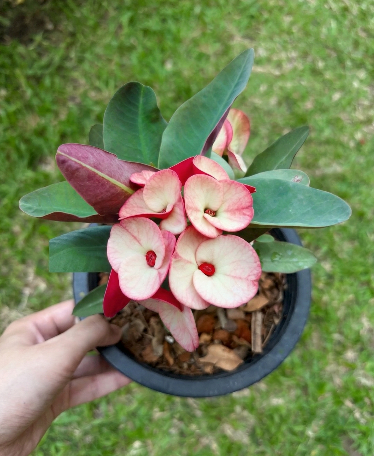Euphorbia milii Jan Jao (Crown of Thorns | Corona de Cristo)