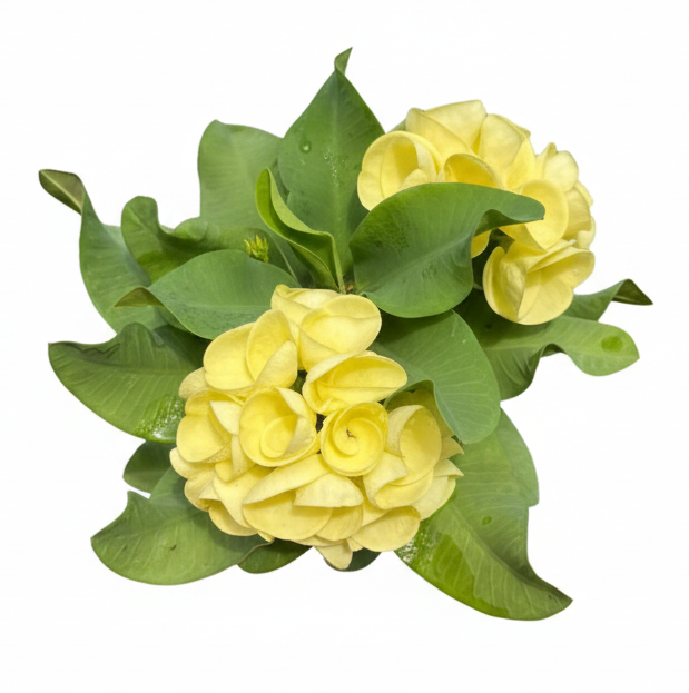 Euphorbia milii Leam Thong