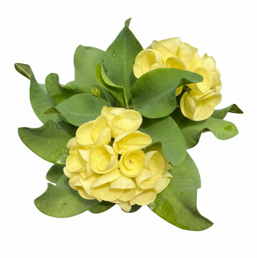 Leam Thong Premium Crown of Thorns (Pack of 3)
