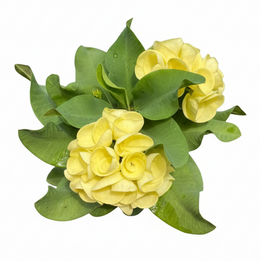 Euphorbia milii Leam Thong