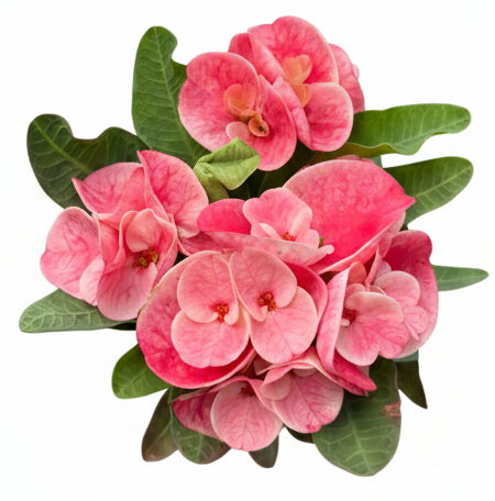 Euphorbia milii Mai Ek