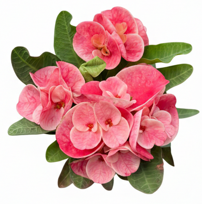 Euphorbia milii Mai Ek