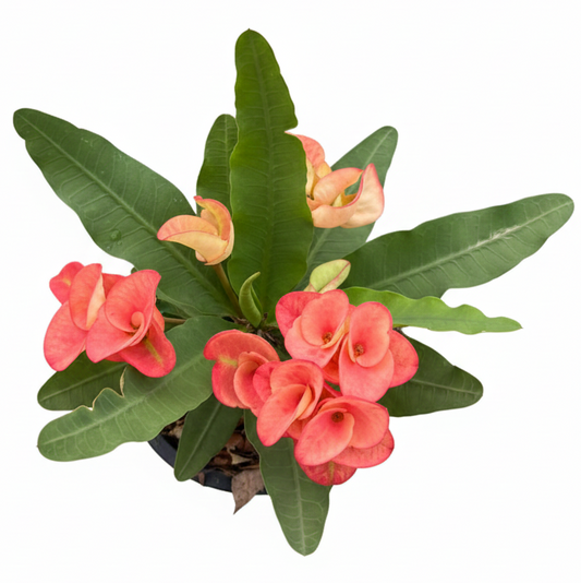 Euphorbia milii Malai Mongkol