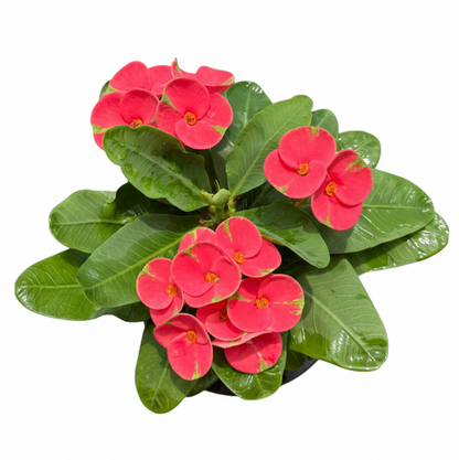 Euphorbia milii Mee Tang