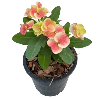 Euphorbia milii Muan Jai pastel pink premium flowers
