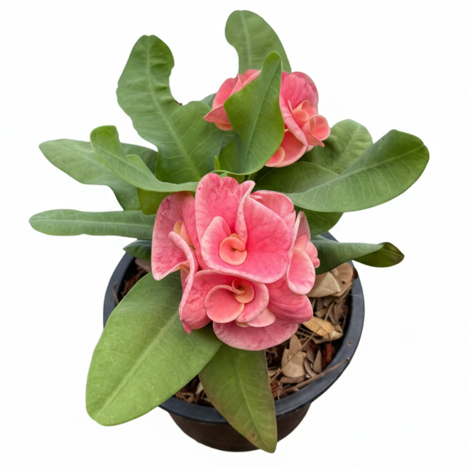 Euphorbia milii Sethi Mueang Chan