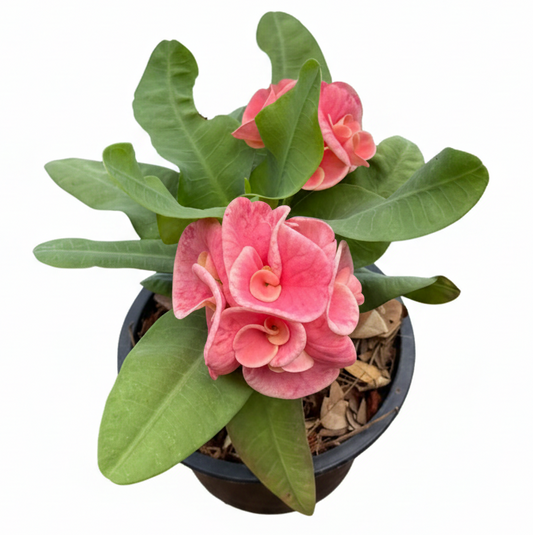 Euphorbia milii Sethi Mueang Chan