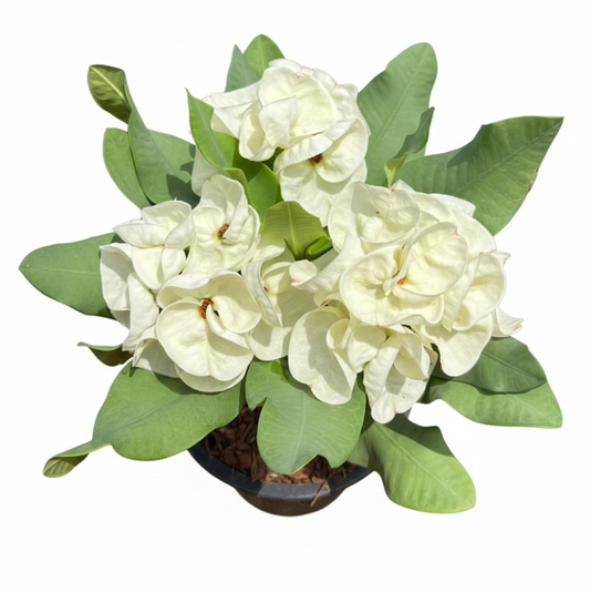 Euphorbia milii Snowy