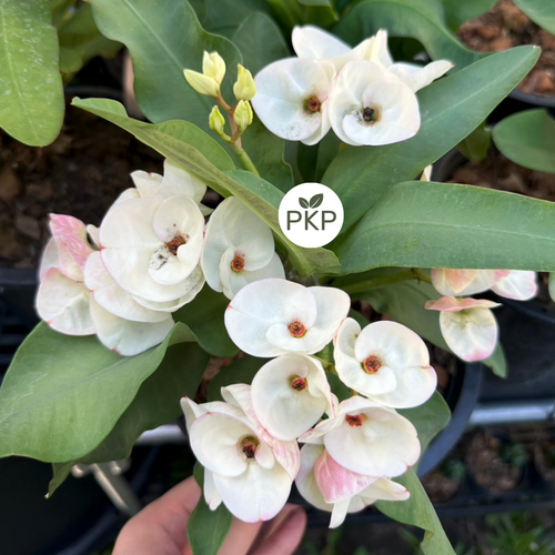 Snowy Premium Crown of Thorns (Pack of 3)
