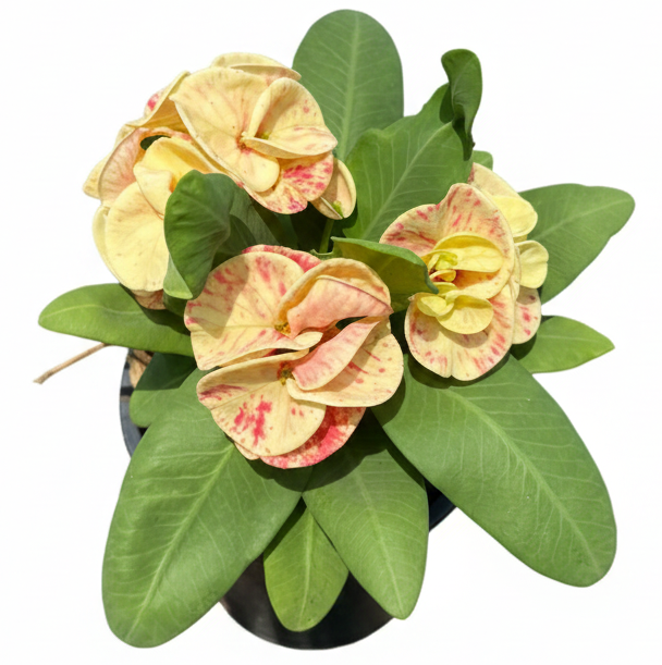 Euphorbia milii Tiger Print