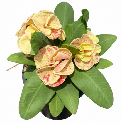 Euphorbia milii Tiger Print