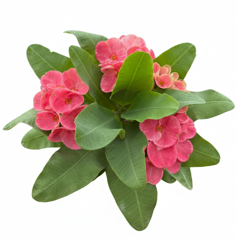 Euphorbia milii Udom Ray