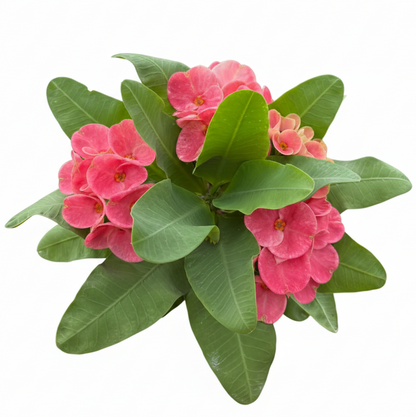 Euphorbia milii Udom Ray