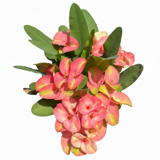Euphorbia milii Wan Jai