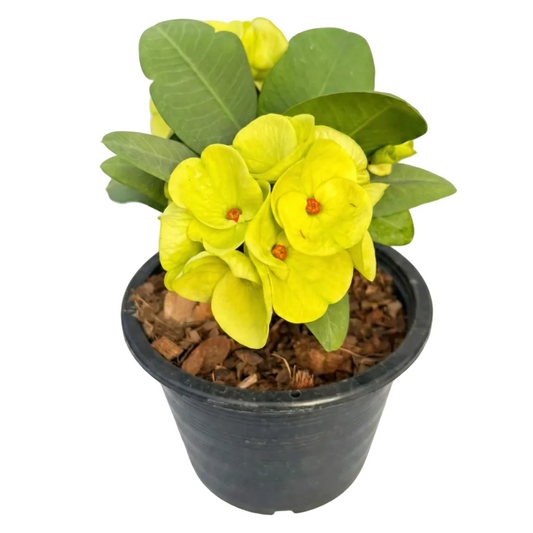 Euphorbia milii Yok Pad Riew