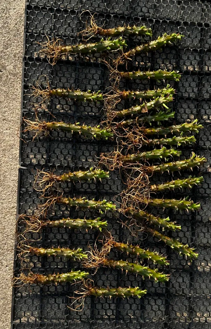Euphorbia milii plants cleaned and ready for export shipment